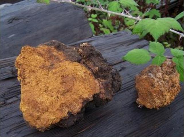 Chaga Mushroom growing on birch tree