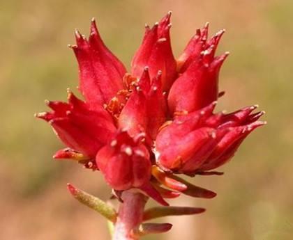 rhodiola rosea extract