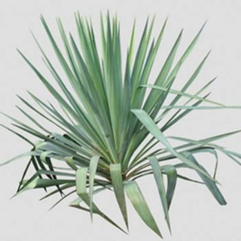 Yucca-uutteen mekanismi ammoniakkipäästöjen vähentämiseksi