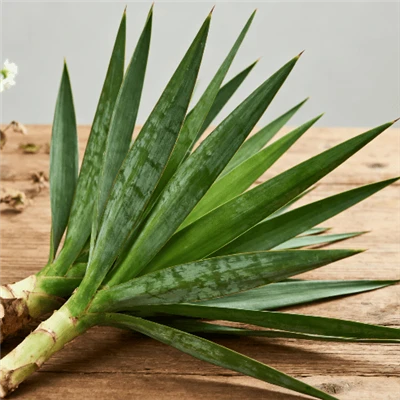 Yucca-uutteen saponiinipitoisuus: 40 % vs 60 % vs 80 %